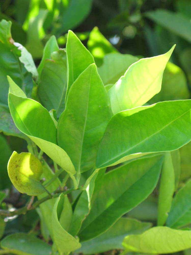              Sun leaves (Winter Haven, FL)       
